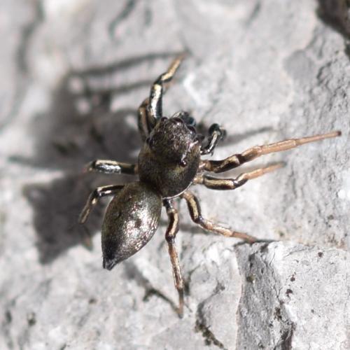Réf. 341 687 : Heliophanus sp.